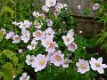2007-1002_1410_14.2_C_Japanese Anemone
